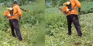 kesal, Seorang petani di sukabumi  membabat tanaman sawi miliknya, di picu harga jual hanya 200 per kilo gram
