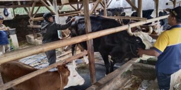 Wabah PMK menghantui peternak sapi di kuningan jawa barat