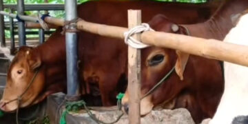 DKPP Serang Awasi Pengiriman Hewan Dari Luar Daerah Cegah Virus Pmk masuk ke wilayahnya