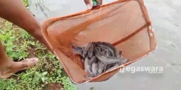 Bermodal Tekun, Lele Asal Sukabumi Tembus Pasar Nasional