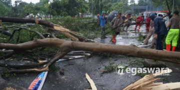 Hujan Deras dan Angin Kencang Sebabkan Pohon Tumbang di Komplek Pemda Cibinong