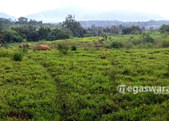 Irigasi Jebol, Puluhan Hektar Sawah di Jasinga Terancam Gagal Panen