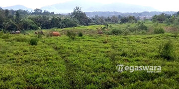 Irigasi Jebol, Puluhan Hektar Sawah di Jasinga Terancam Gagal Panen
