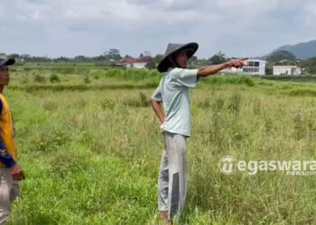 Irigasi Jebol, Puluhan Hektar Lahan Pertanian di Cibadak Alami Kekeringian