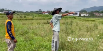 Irigasi Jebol, Puluhan Hektar Lahan Pertanian di Cibadak Alami Kekeringian