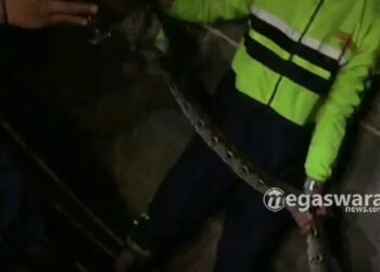 Ular Phyton bersarang di kasur