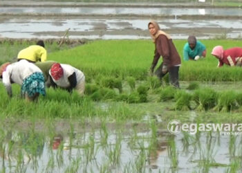 32 Ribu Hektare Lahan Pertanian di Serang Dilindungi