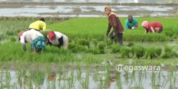 32 Ribu Hektare Lahan Pertanian di Serang Dilindungi