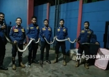Damkar Sektor Cileungsi Tangkap 15 Ekor Ular