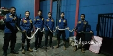Damkar Sektor Cileungsi Tangkap 15 Ekor Ular