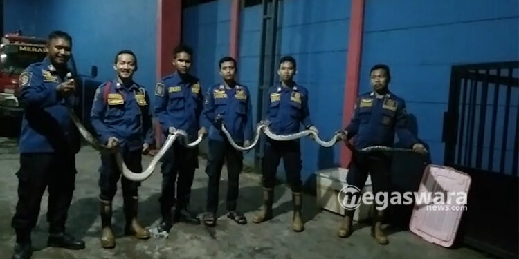Damkar Sektor Cileungsi Tangkap 15 Ekor Ular