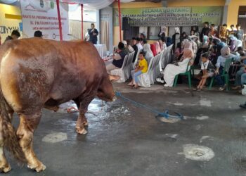 Prabowo Kurban Sapi Bobot 1200 kg di Gang Ampera Kota Sukabumi, Wali Kota: Semoga Membawa Berkah Untuk Warga