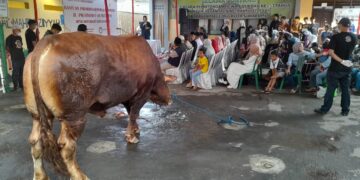 Prabowo Kurban Sapi Bobot 1200 kg di Gang Ampera Kota Sukabumi, Wali Kota: Semoga Membawa Berkah Untuk Warga