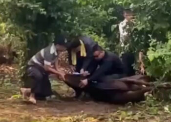 Petugas Jagal Meninggal Dunia Ketika Menyembelih Hewan Kurban