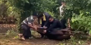 Petugas Jagal Meninggal Dunia Ketika Menyembelih Hewan Kurban