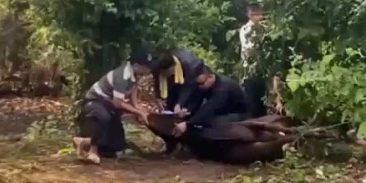 Petugas Jagal Meninggal Dunia Ketika Menyembelih Hewan Kurban