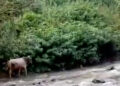 Sapi Kabur Susur Sungai, Saat Akan di Sembelih