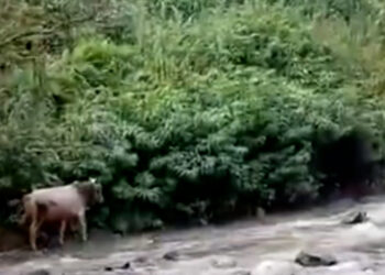 Sapi Kabur Susur Sungai, Saat Akan di Sembelih