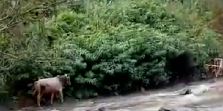 Sapi Kabur Susur Sungai, Saat Akan di Sembelih