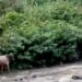 Sapi Kabur Susur Sungai, Saat Akan di Sembelih