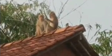 Kawanan Monyet Liar Masuk Permukiman Warga di Rumpin, Warga Resah