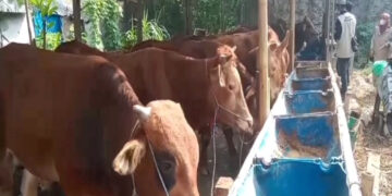 Jelang Idul Adha, Disnakan Banten Temukan 17 Sapi Kurban Terpapar PMK
