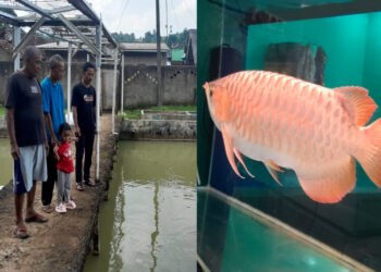 UPR Sudarma Patriot Mandiri Gandeng Iklas Arwana, Kembangkan Budidaya Arwana Super Red di Sukabumi