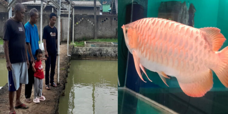 UPR Sudarma Patriot Mandiri Gandeng Iklas Arwana, Kembangkan Budidaya Arwana Super Red di Sukabumi