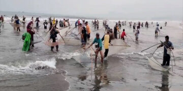 Berburu Ikan Teri Impun Jadi Tradisi Warga Palabuhanratu