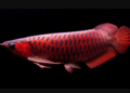 Mau Tau Trik dan Tips Memelihara Ikan Arwana Super Red Ala Petani di Cikembar Sukabumi? Simak Ulasannya!