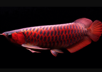 Mau Tau Trik dan Tips Memelihara Ikan Arwana Super Red Ala Petani di Cikembar Sukabumi? Simak Ulasannya!