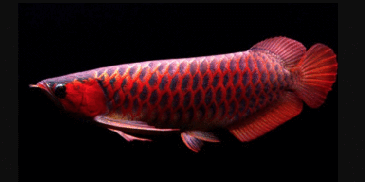 Mau Tau Trik dan Tips Memelihara Ikan Arwana Super Red Ala Petani di Cikembar Sukabumi? Simak Ulasannya!