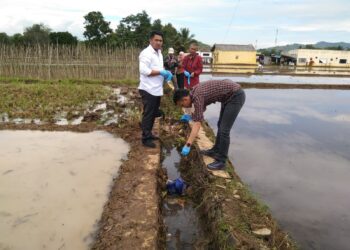 Geger! Bayi Laki-laki Ditemukan di Saluran Air Persawahan Cisaat, Sukabumi