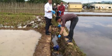 Geger! Bayi Laki-laki Ditemukan di Saluran Air Persawahan Cisaat, Sukabumi