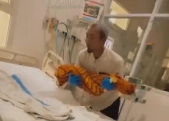 Reaksi Dedi Mulyadi (KDM) Gubernur Jawa Barat terkait kasus Balita di Sukabumi meninggal akibat Cacing Bersarang di Tubuhnya