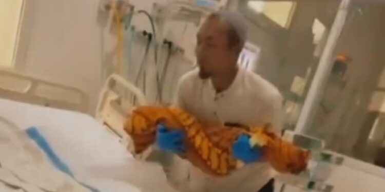 Reaksi Dedi Mulyadi (KDM) Gubernur Jawa Barat terkait kasus Balita di Sukabumi meninggal akibat Cacing Bersarang di Tubuhnya