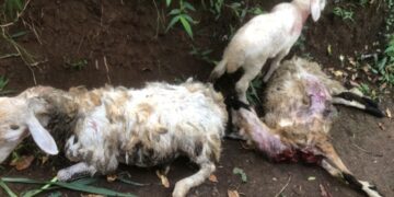 Waspada Macan Liar, Puluhan Kambing di Cikidang Sukabumi Mati Diduga Diterkam.