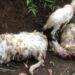 Waspada Macan Liar, Puluhan Kambing di Cikidang Sukabumi Mati Diduga Diterkam.