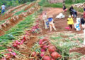 bogor Panen 40ton bawang merah