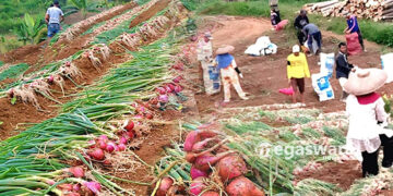 bogor Panen 40ton bawang merah
