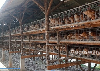 Ternak Ayam Di kampung TEgal Kemang Bogor