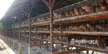 Ternak Ayam Di kampung TEgal Kemang Bogor