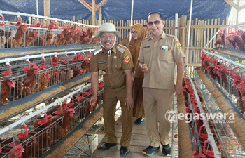 Bumdes Mekarjaya miliki 704 ekor ayam petelur
