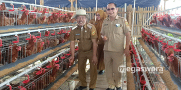 Bumdes Mekarjaya miliki 704 ekor ayam petelur