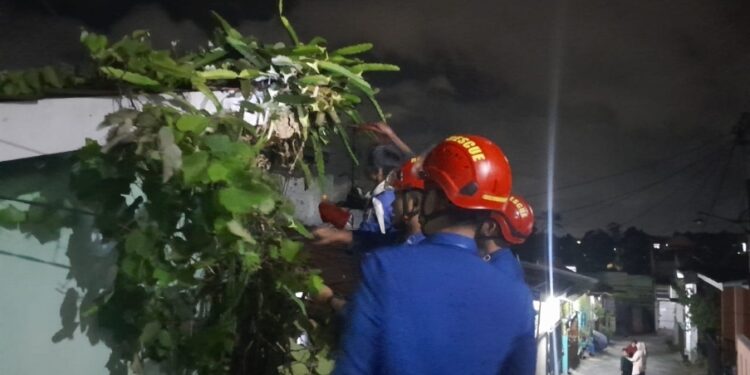 Petugas Damkar Evakuasi Sarang Tawon Jenis Vespa, Kata Petugas “Ada Dua Tempat”