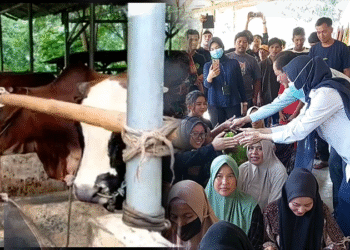 Antisipasi Dampak Radiasi, Bupati Serang Akan Beli dan Musnahkan Hewan Terpapar