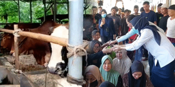 Antisipasi Dampak Radiasi, Bupati Serang Akan Beli dan Musnahkan Hewan Terpapar