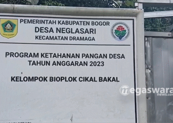 Budidaya Gurame Soang Bioflok di Dramaga Berhasil Berkembang