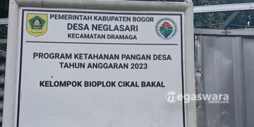Budidaya Gurame Soang Bioflok di Dramaga Berhasil Berkembang