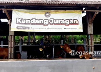 Kandang Juragan Galang Donasi melalui Penjualan Sapi